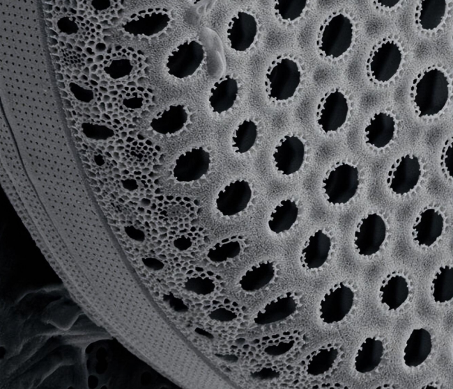 硅藻在放大26000倍后，其微小的形態(tài)和結(jié)構(gòu)被清晰地觀察到